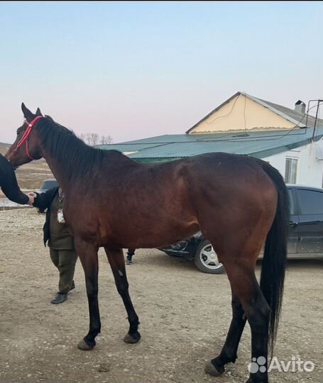 Лошадь Бей Фьюри