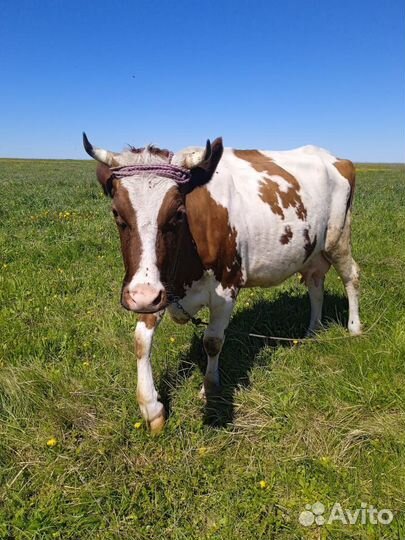 Корова высокоудойная, голштинской породы, отёл