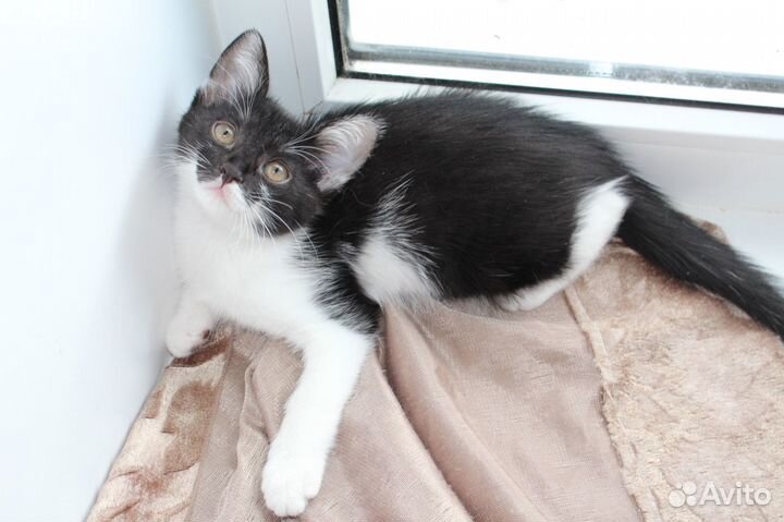 Котята от кошки-мышеловки