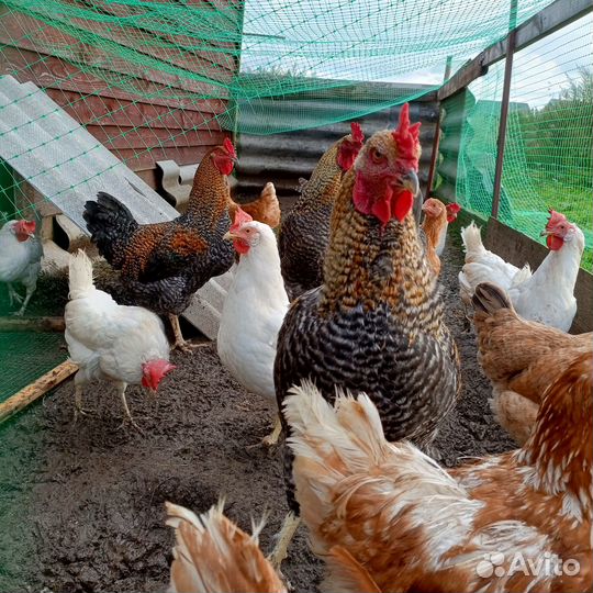 Петух породы Билефельдер