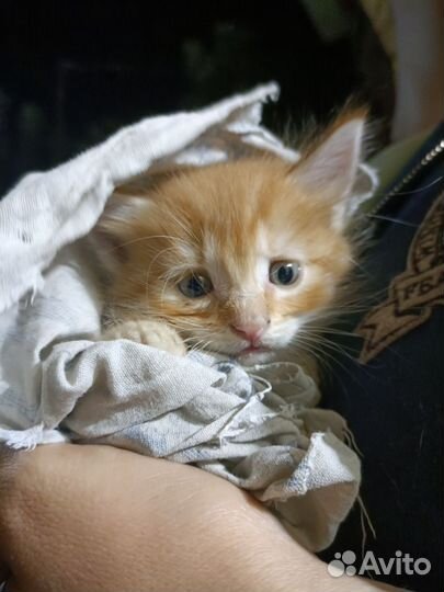 Кошка в дар бесплатно