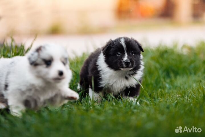 Бордер Колли