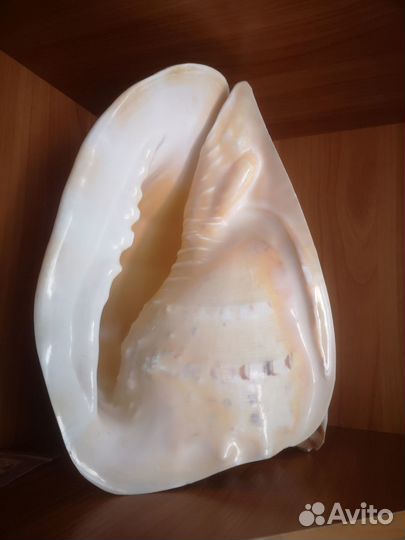 Ракушка морская большая 28 см