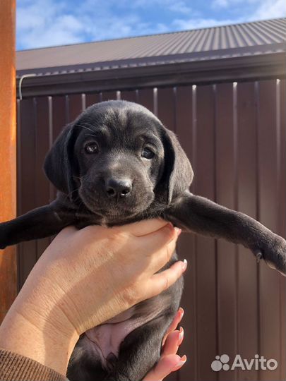 Щенки в добрые руки