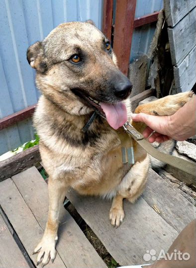 Очень хорошая собака