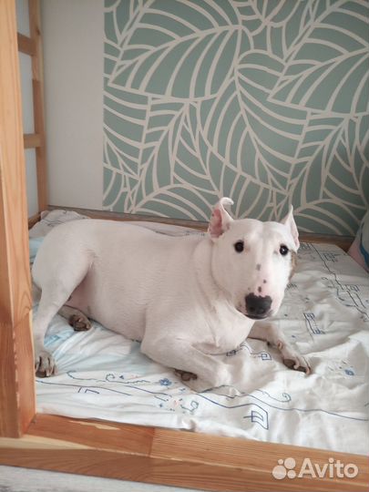 Карликовый бультерьер