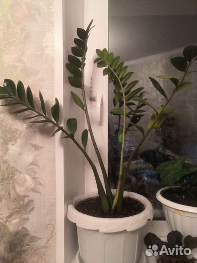 Замиокулькас