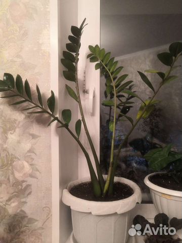 Замиокулькас