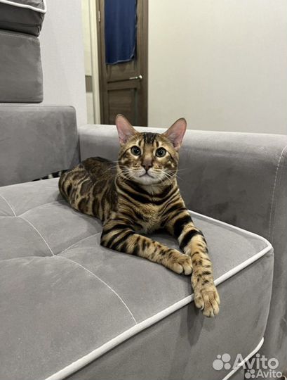 Бенгальский кот вязка
