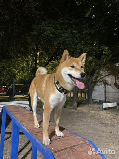 Собака для фотосессии сиба ину
