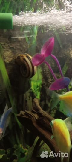 Улитки аквариумные Мариза