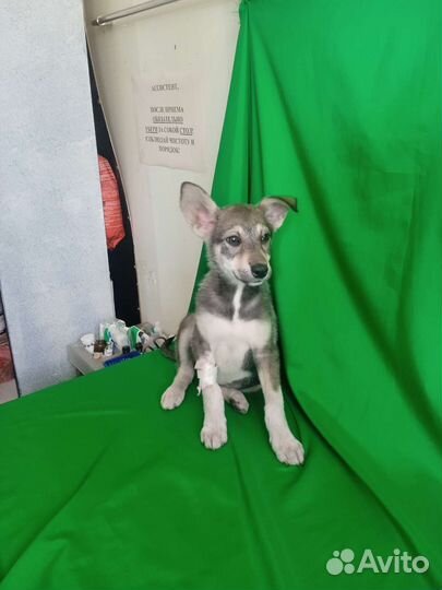 Собака в добрые руки щенок