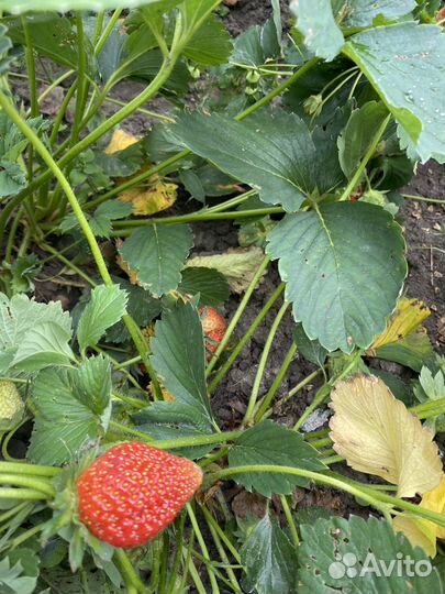 Рассада клубники