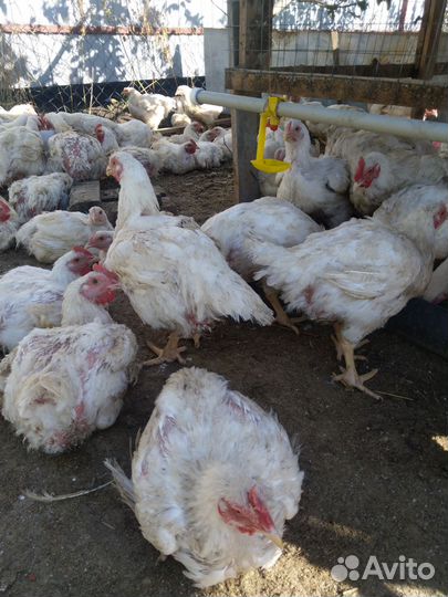 Куры бройлеры живым весом