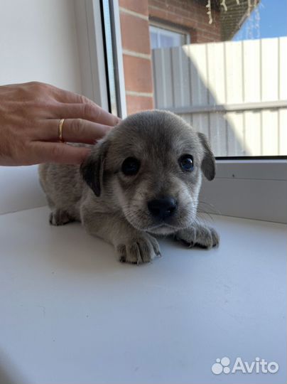 Лабронемцы