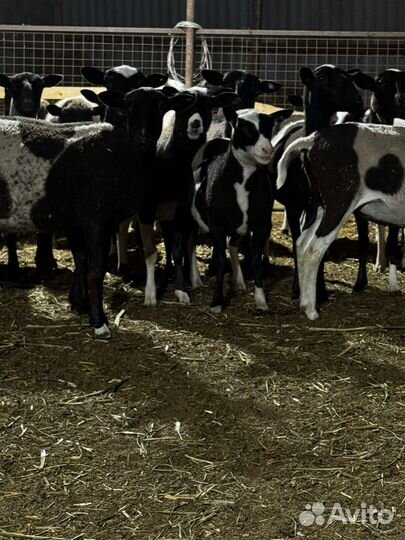 Овцы ягнята дорпер