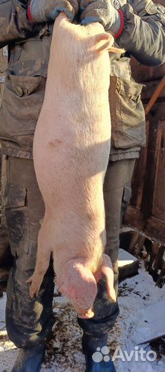 Поросята Ландрас