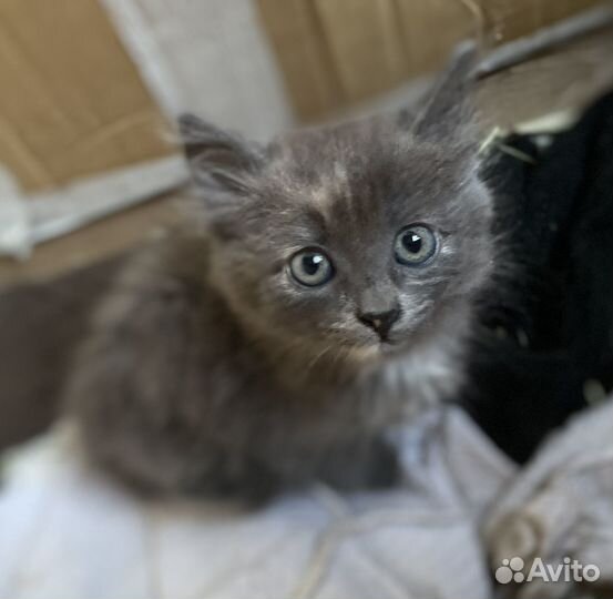 Котенок девочка 1.5 месяца