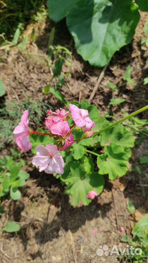 Пеларгония герань разные сорта