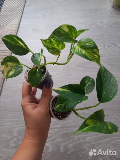 Сциндапсусы и эпипремнумы