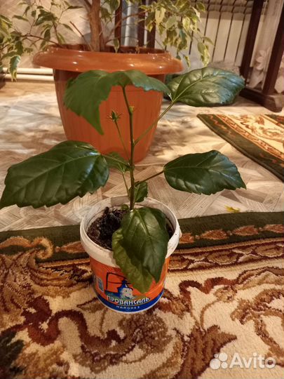 Гибискус китайская роза