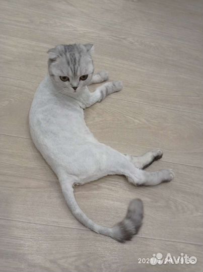 Груминг, стрижка кошек и собак мелких пород