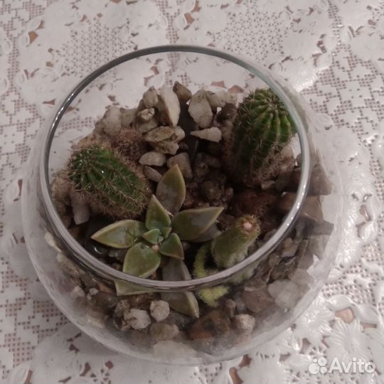 Флорариум,суккуленты