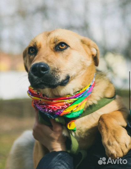 Собака Тыковка ищет дом из приюта