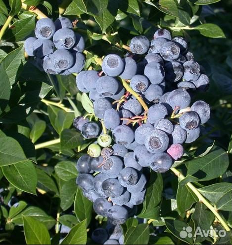 Голубика Дюк