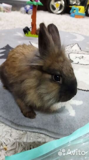 Декоративный кролик