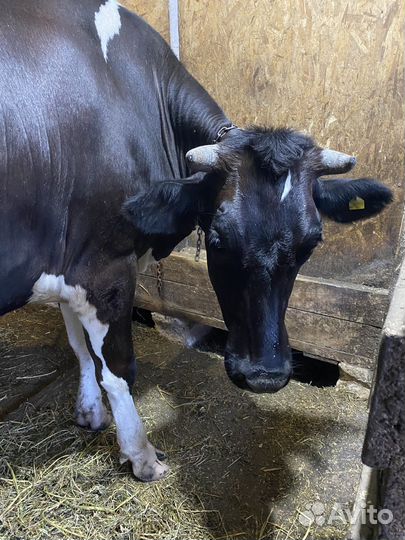 Телка сельная