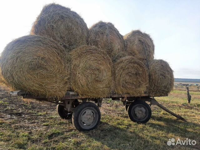 Продам сено в рулонах