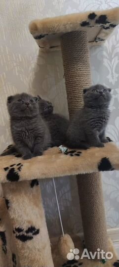 Вислоухие котята