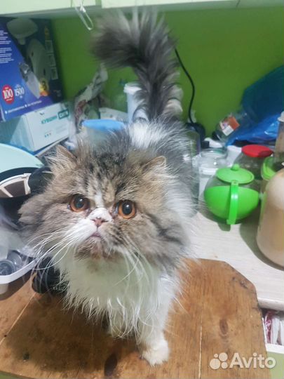 Коты на вязку