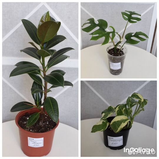 Комнатные растения цветы