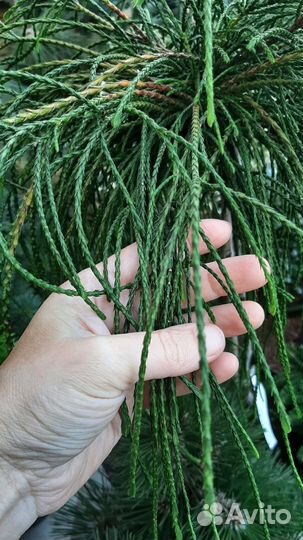 На штамбе огромный выбор хвойных