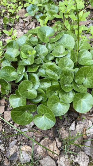 Почвопокровники