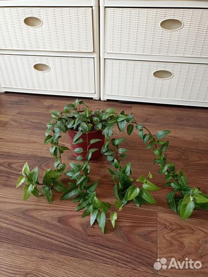 Плющ хедера лингуэста