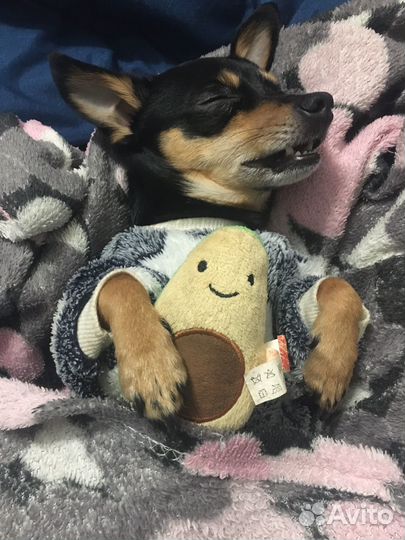 Собака, вязка Той - терьер