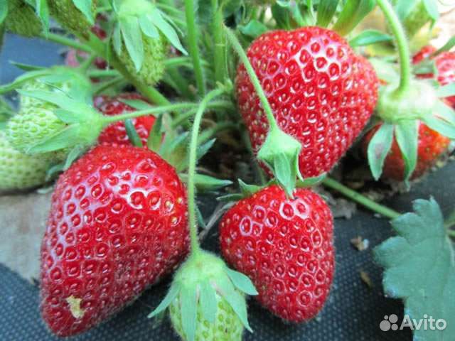 Земляника рассада, после 15.06ягоды.Лесная ягоды