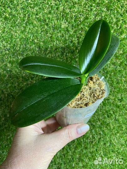 Орхидея Бао Леопард 9.0