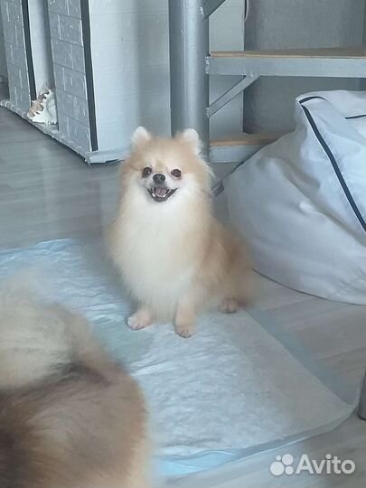 Шпице девочки продажа или обмен