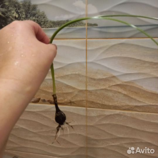 Луковицы зефирантеса