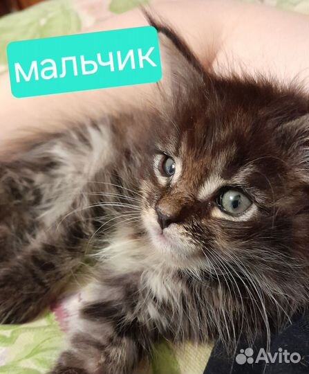 Котята Мейн-кун