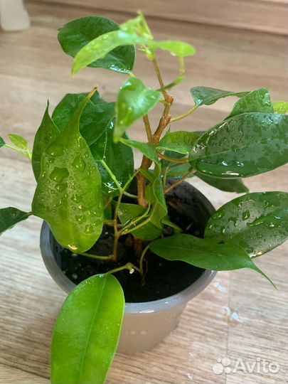 Фикус Бенджамина