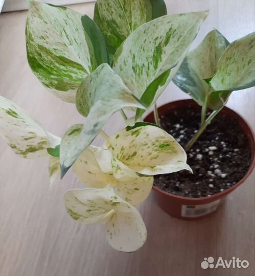 Эпипремнум Хеппи Лиф