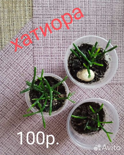 Дерево толстянка и другие сакуленты