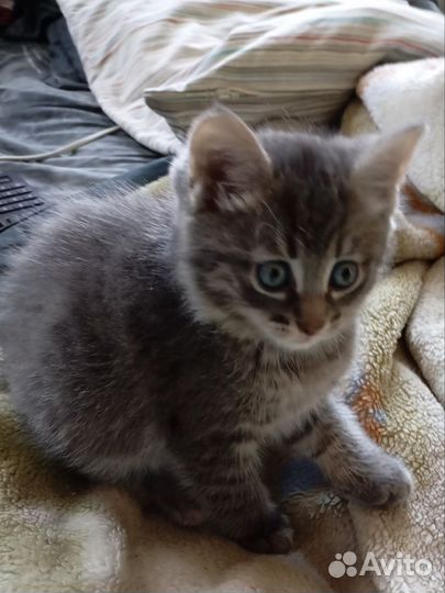 В добрые руки)