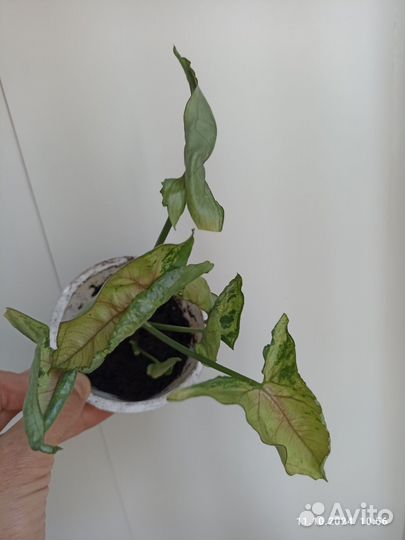 Сингониум вайтбатт,Кристмас,спирпоинт,Молоч.,Пикси