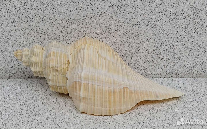 Кансла 13,7 морская ракушка раковина